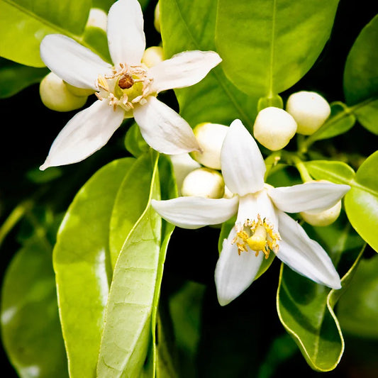 YODEYMA Paris Water Free Hand Cleanser With Silky Texture and Moisturization