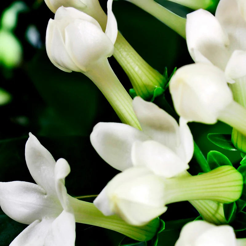 a bunch of white flowers with green leaves