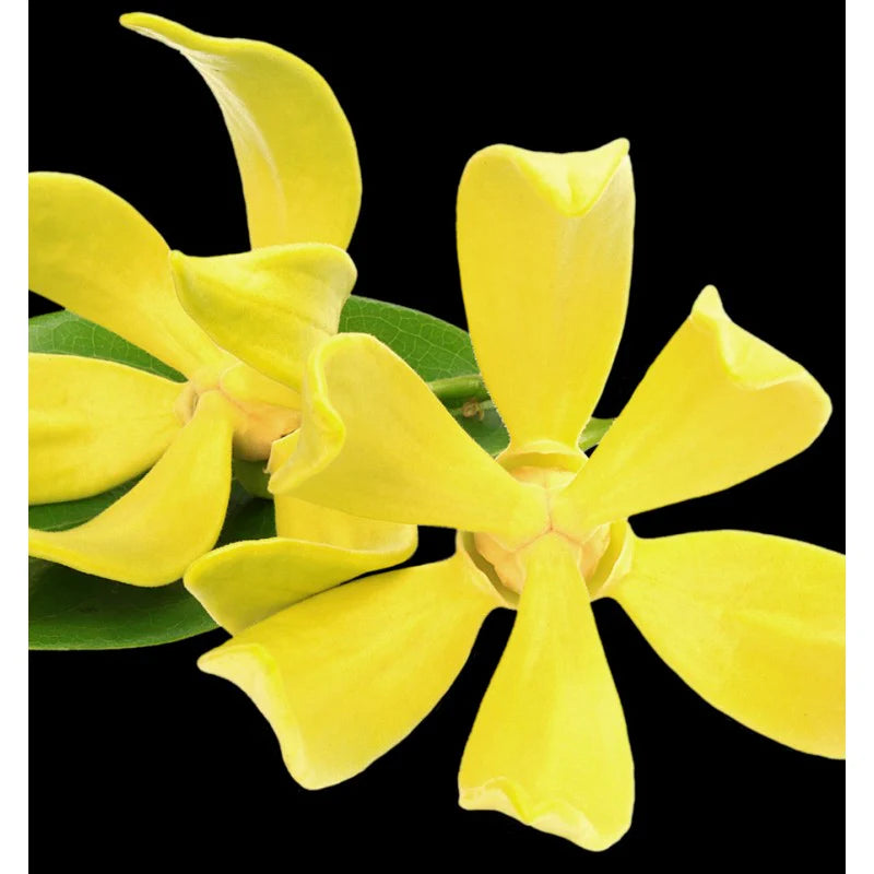 a close up of a yellow flower on a black background