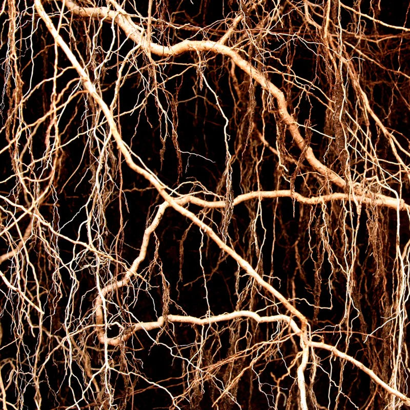 a close up of a bunch of tree branches